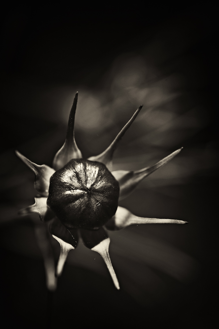 Plant-life_2010-2012-12